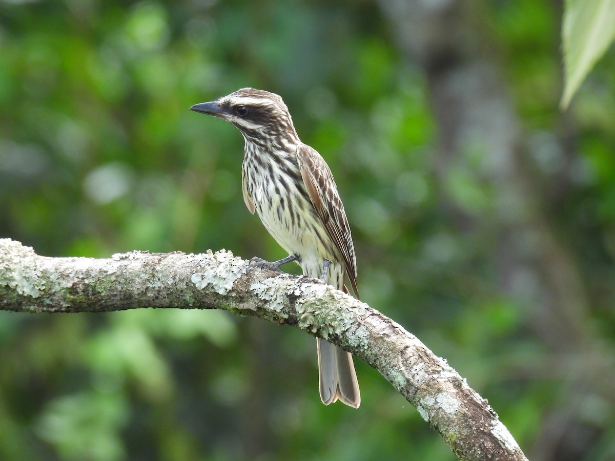 ブチタイランチョウ - ML646687981