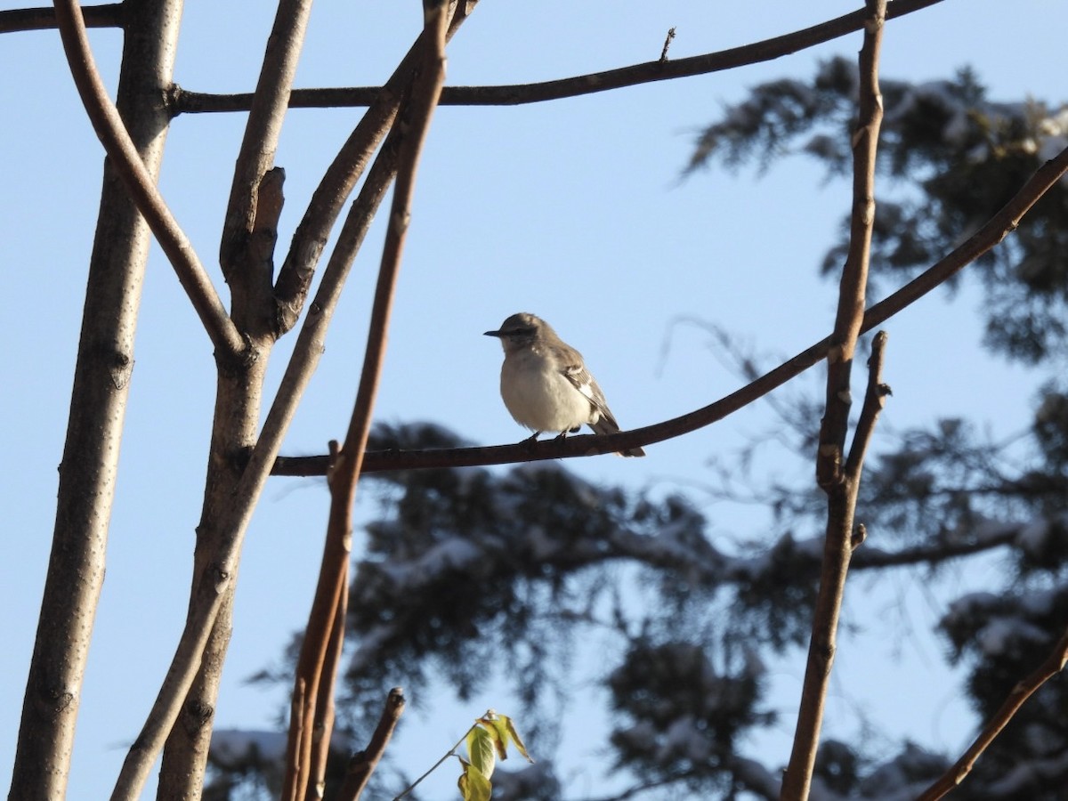 Northern Mockingbird - ML646687984