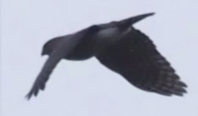 Schopfhabicht - ML646687985