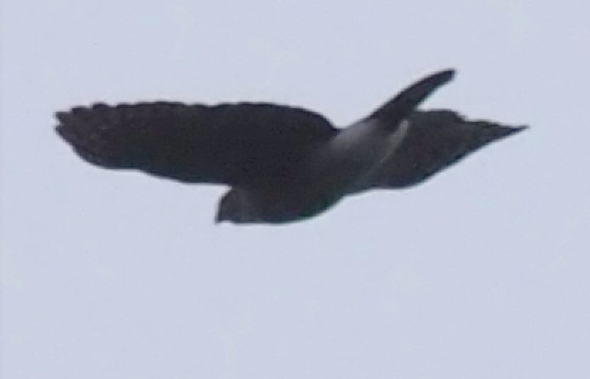 Schopfhabicht - ML646687986