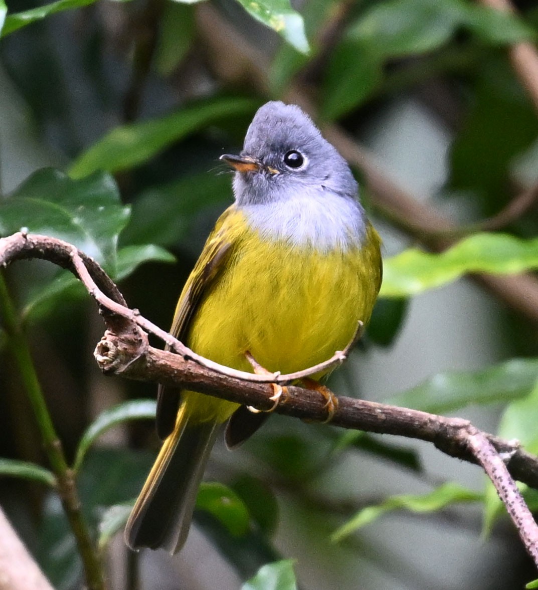 Gray-headed Canary-Flycatcher - ML646687987