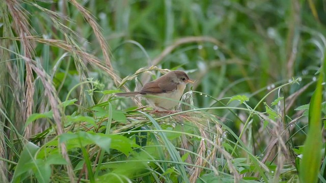 Plain Prinia - ML646687988