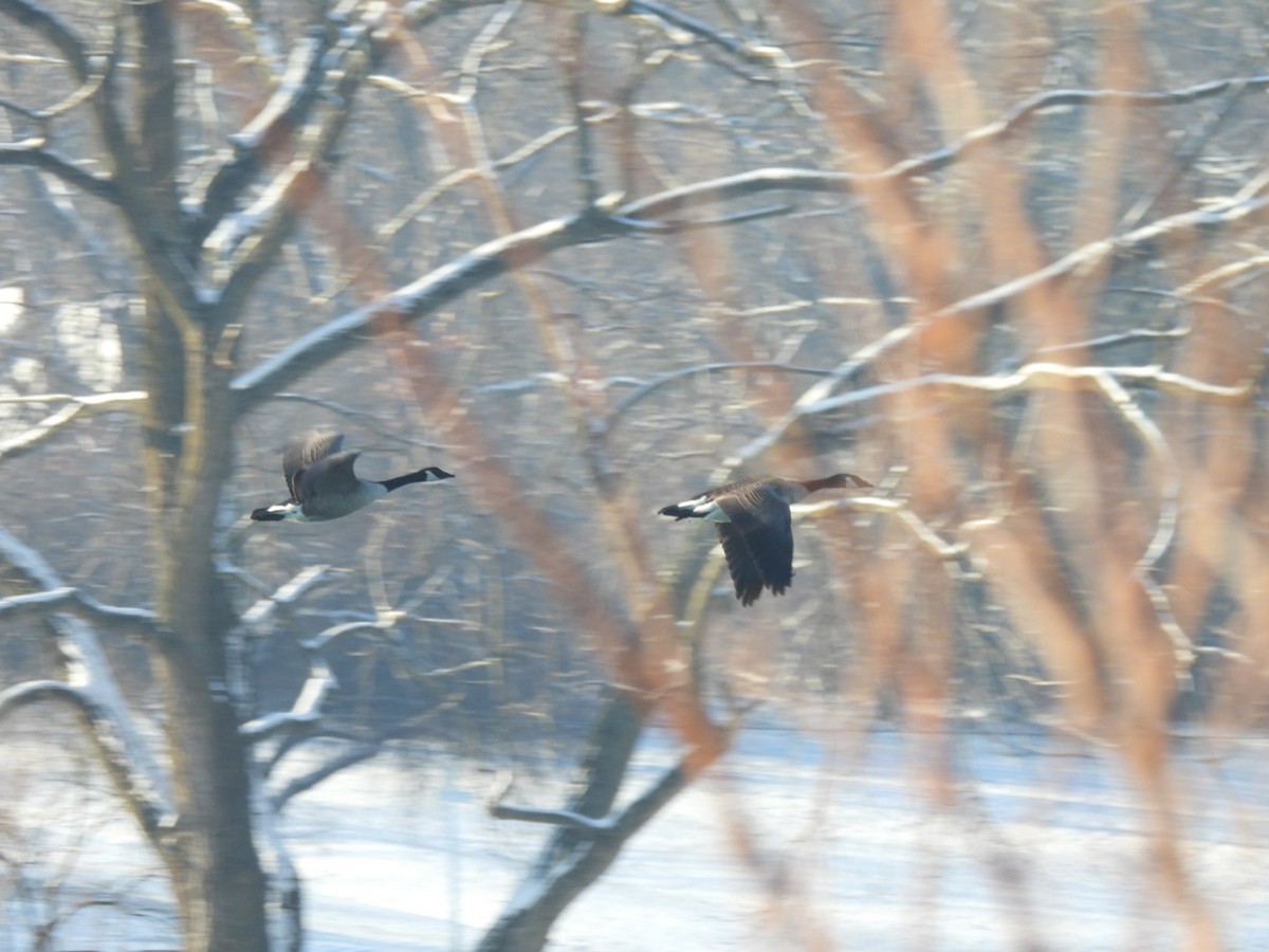 Canada Goose - ML646687990