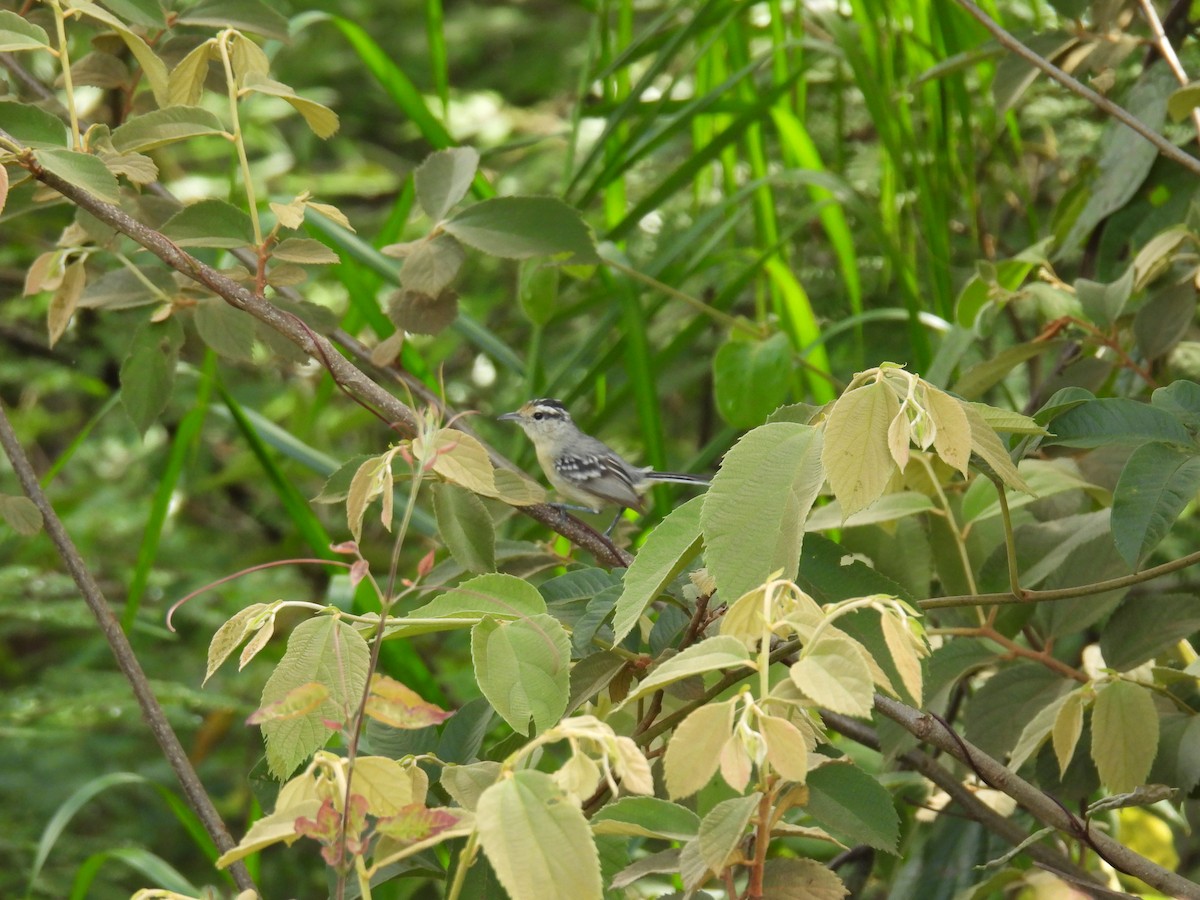 ズグロマユアリサザイ - ML646687991