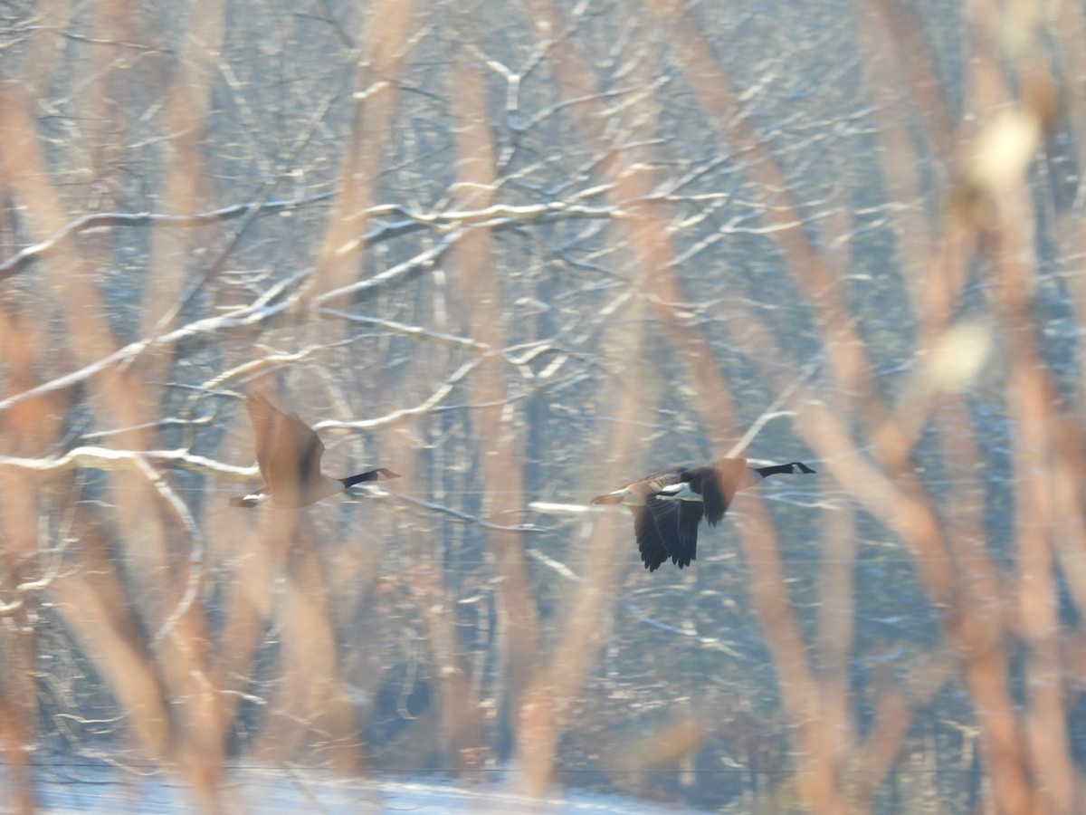 Canada Goose - ML646687992