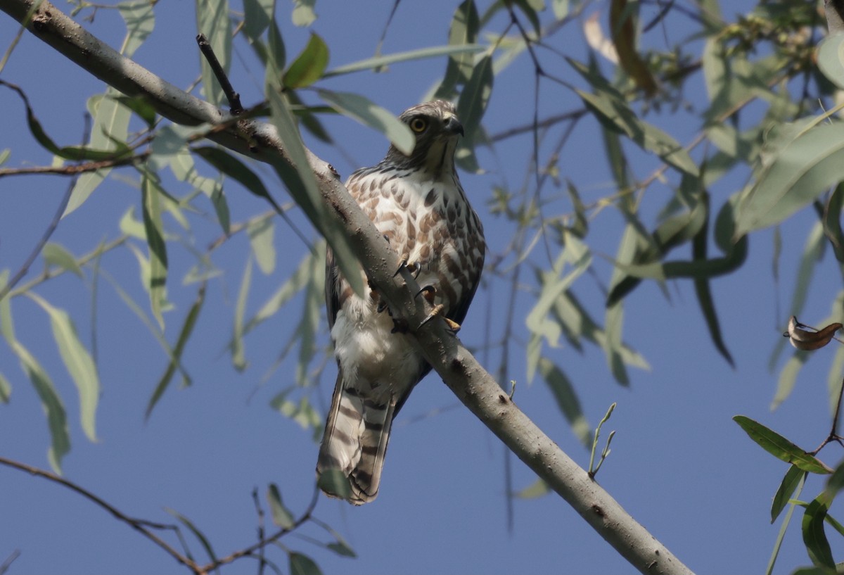 shikrahauk - ML646687993