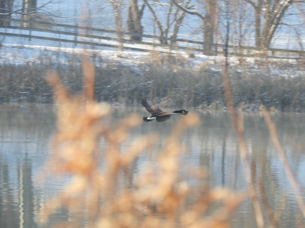 Canada Goose - ML646687994
