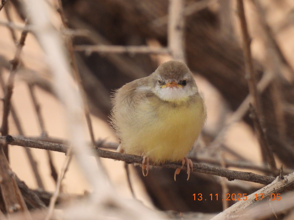 svartbrystprinia - ML646687995