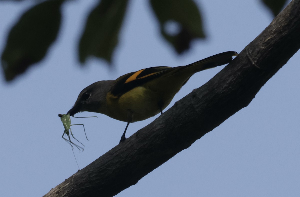 rosenmønjefugl - ML646687996