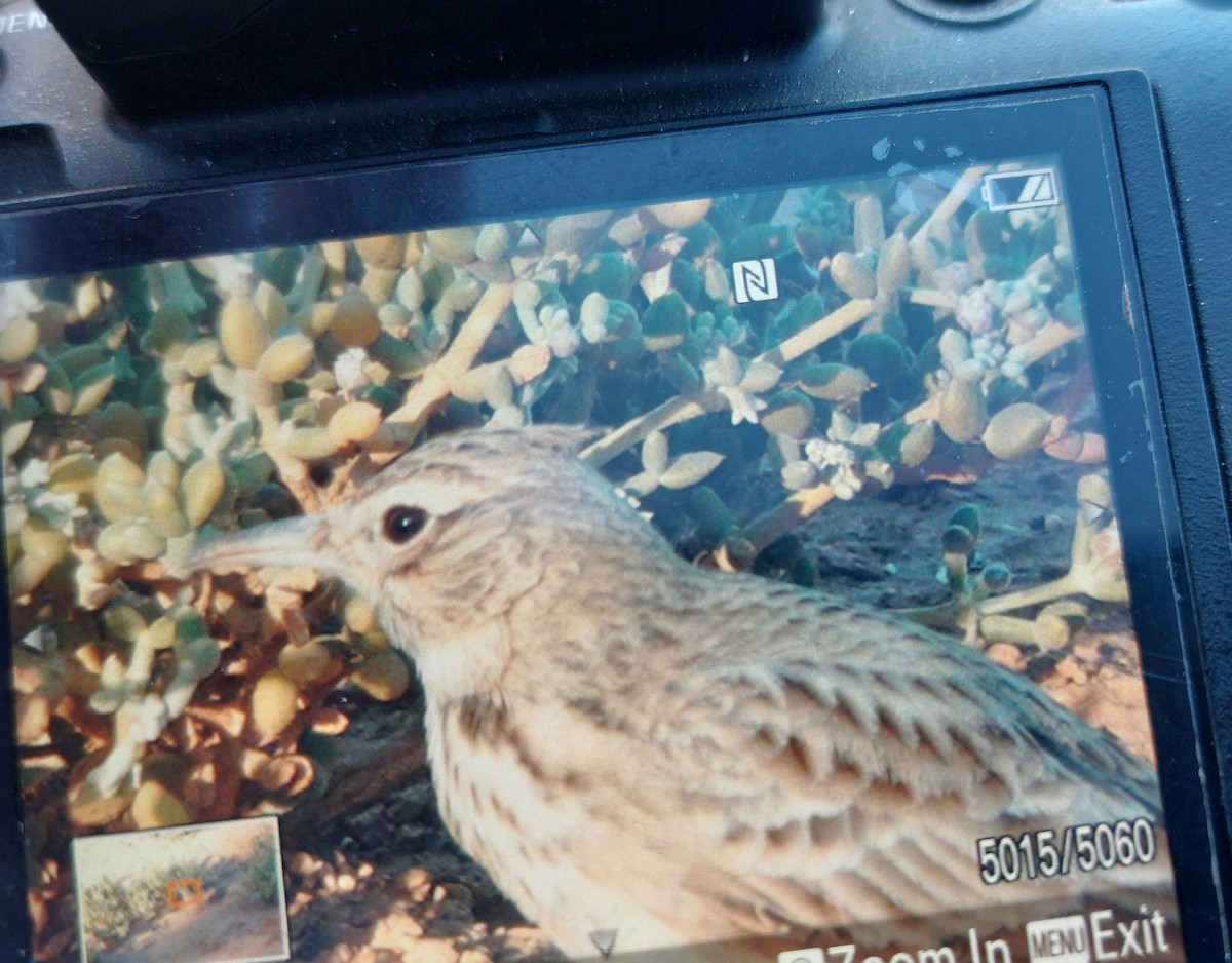 Crested Lark - ML646687997