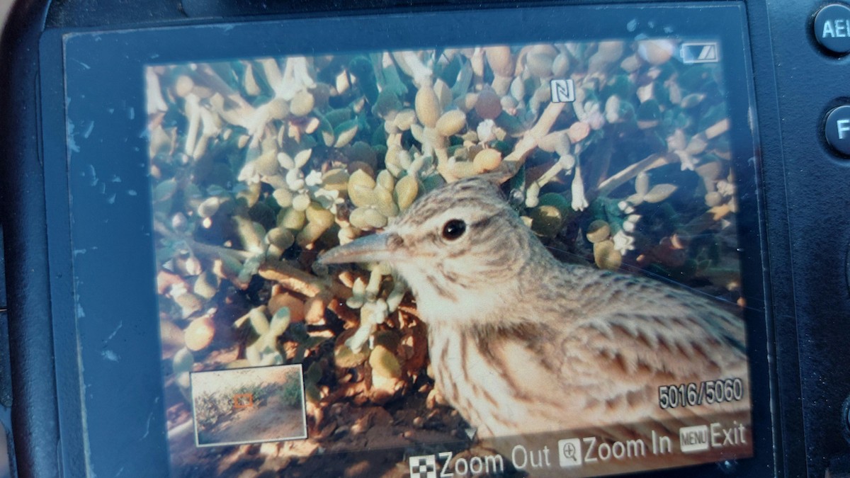 Crested Lark (Maghreb) - ML646687998