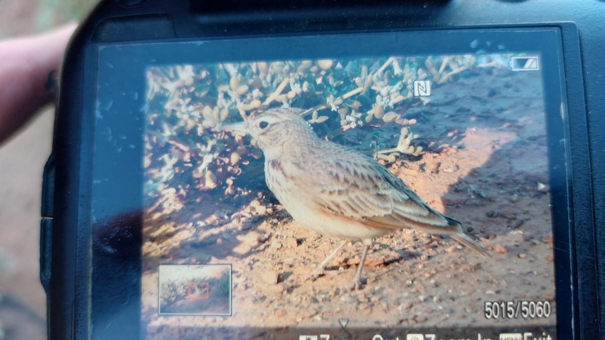Crested Lark (Maghreb) - ML646687999