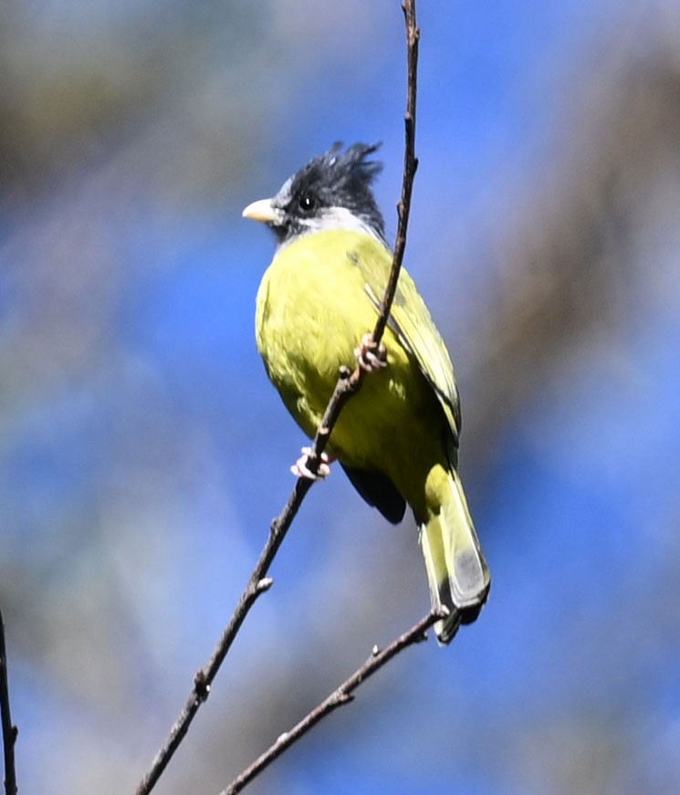 Crested Finchbill - ML646688000