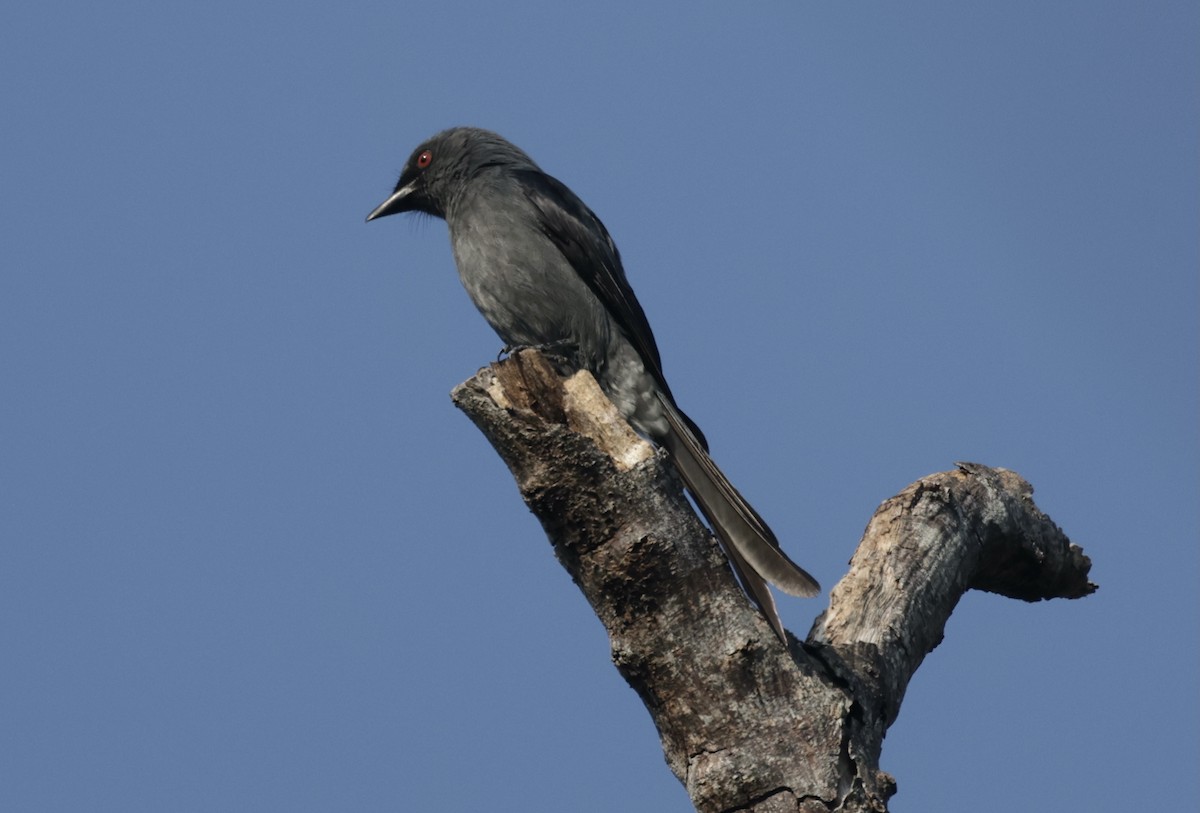 askedrongo - ML646688003