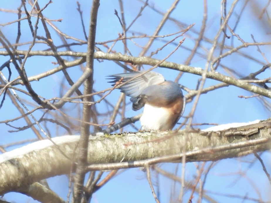 Eastern Bluebird - ML646688004
