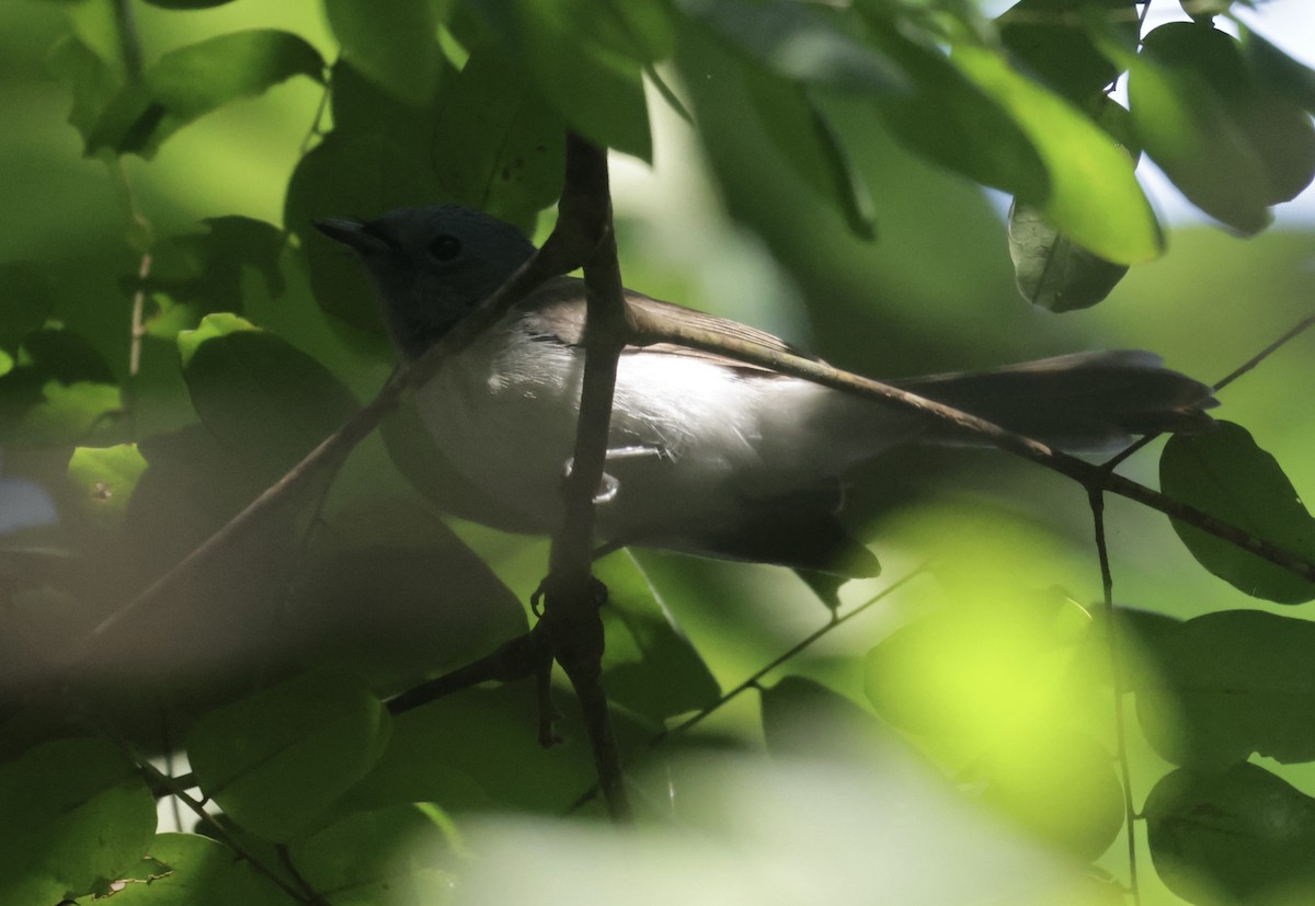 svartnakkemonark - ML646688005