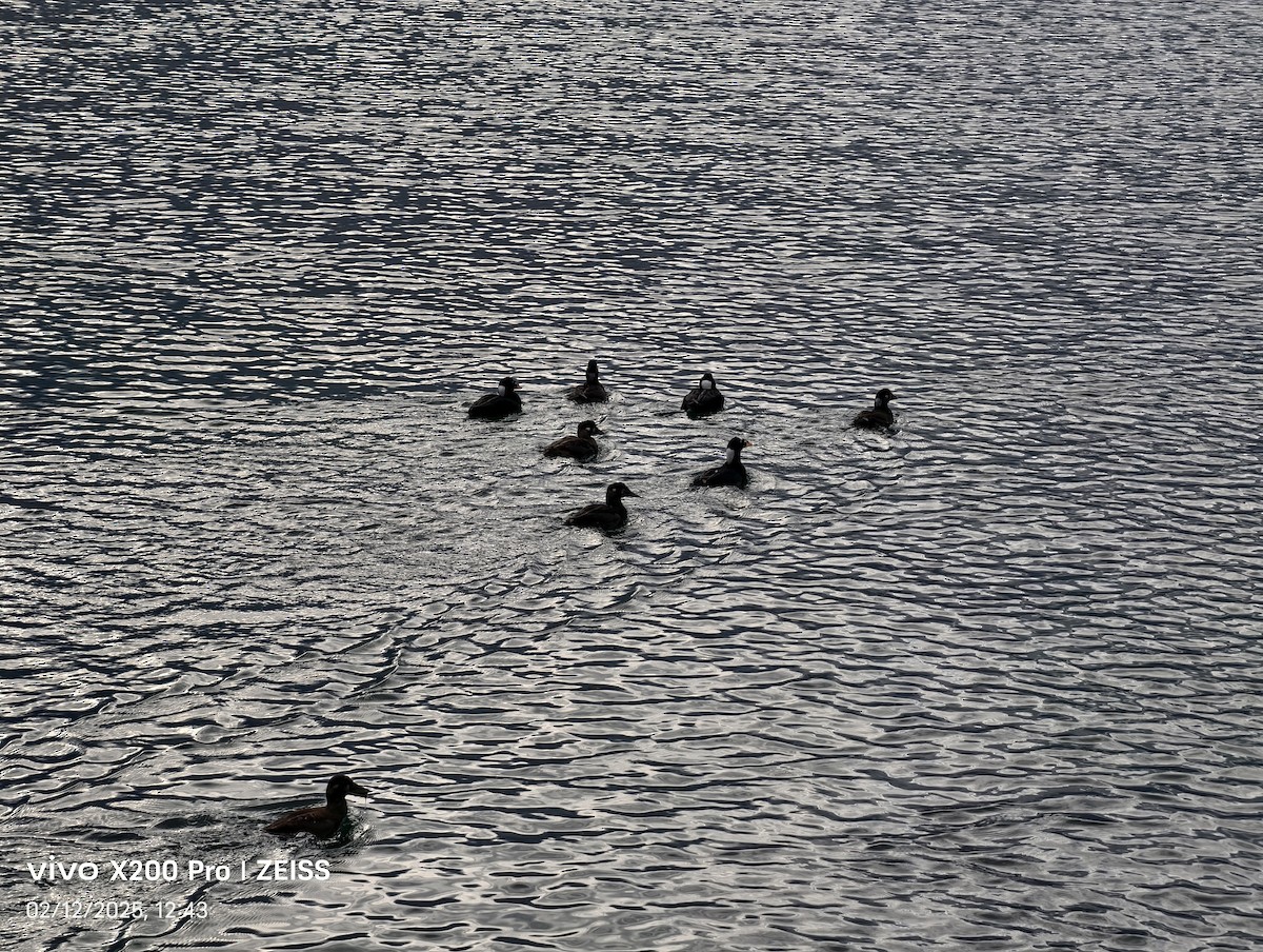 Surf Scoter - ML646688007