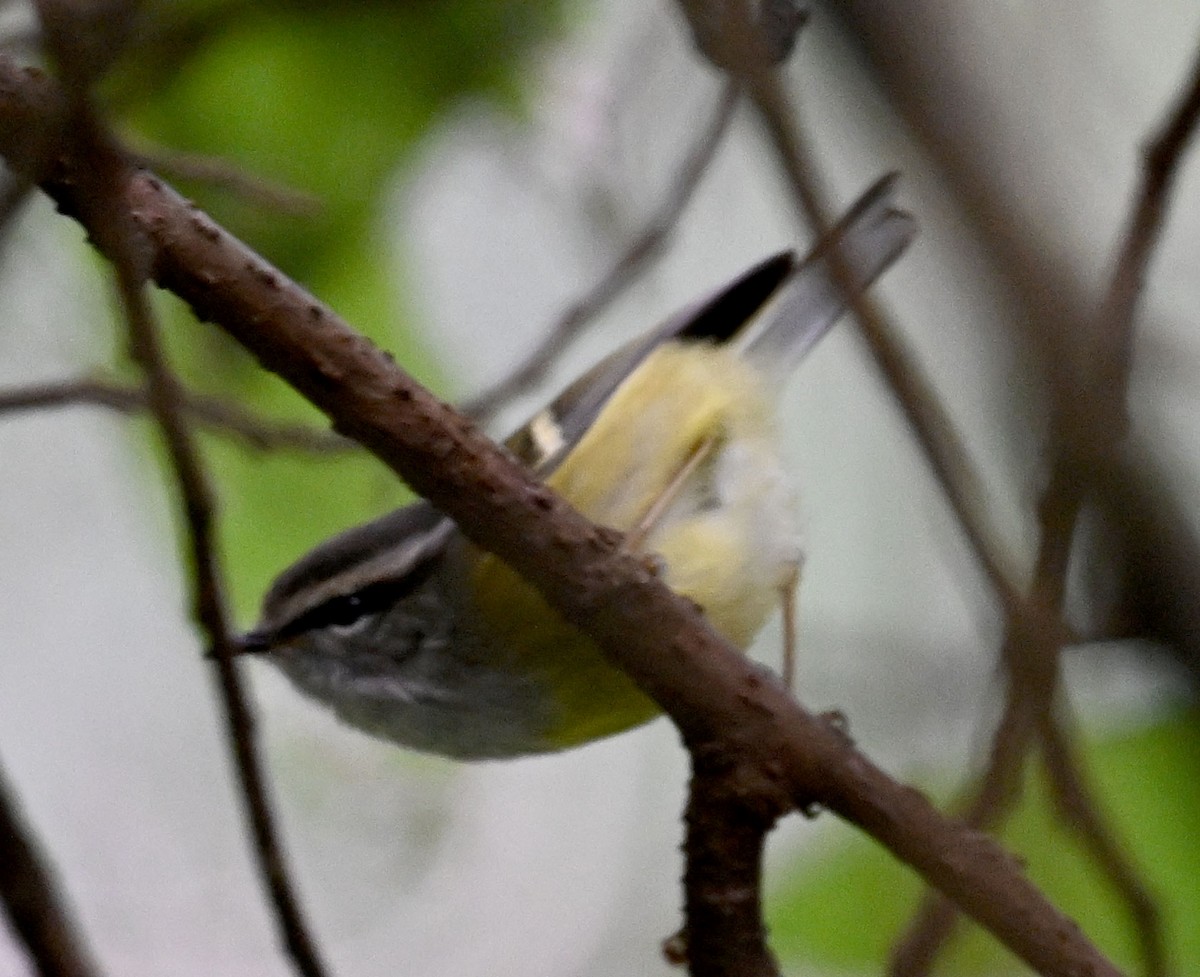 Ashy-throated Warbler - ML646688008