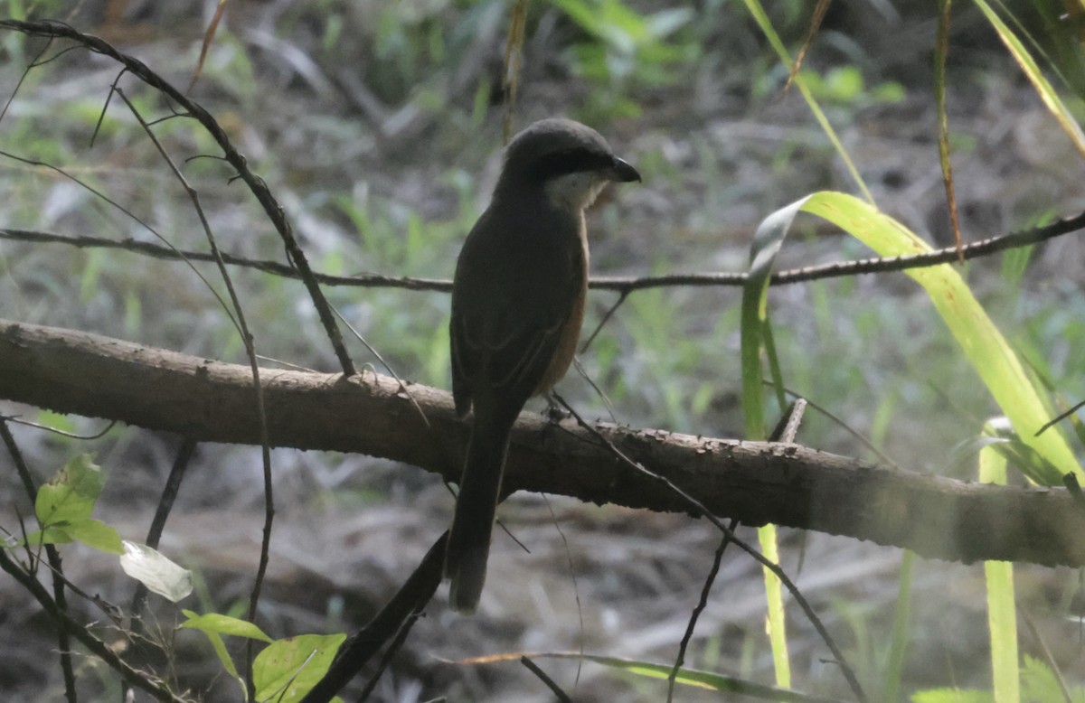 Gray-backed Shrike - ML646688009