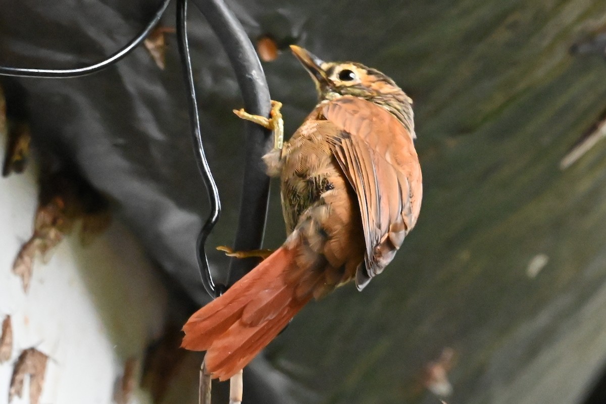 Scaly-throated Foliage-gleaner - ML646688010