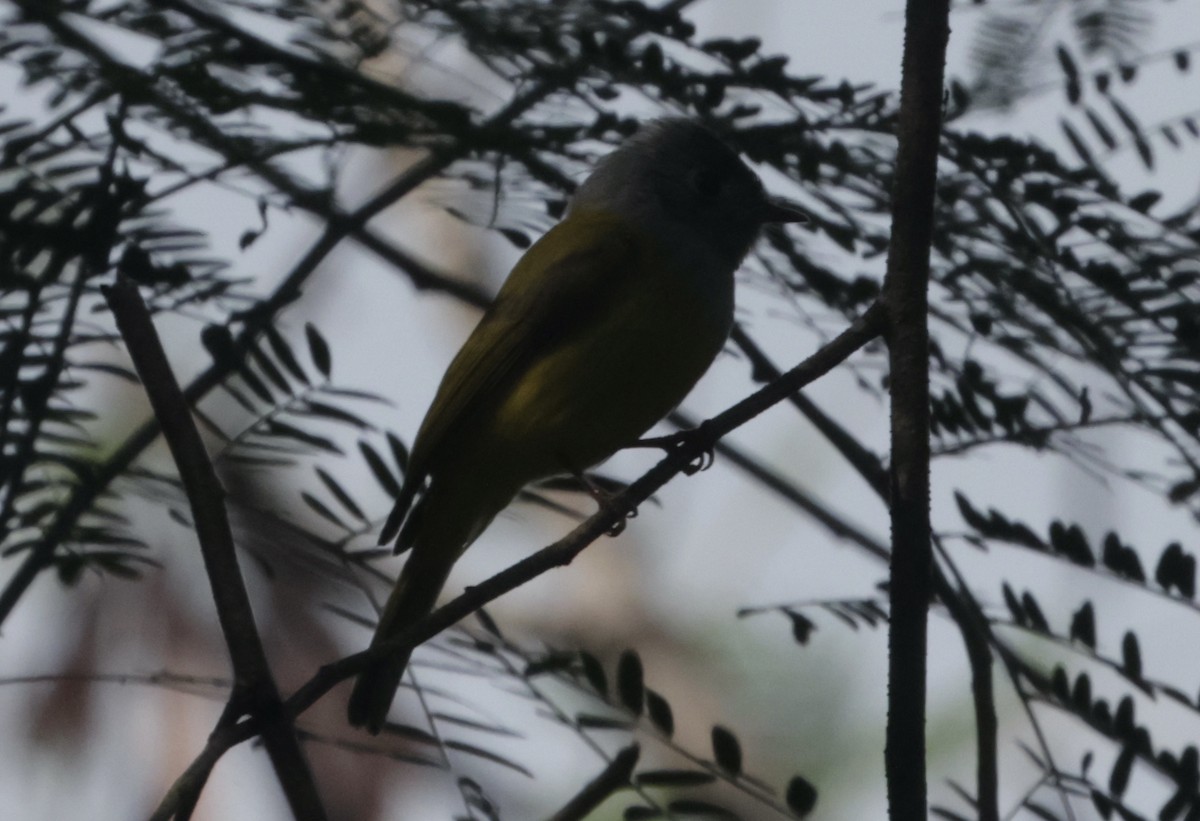 Gray-headed Canary-Flycatcher - ML646688011