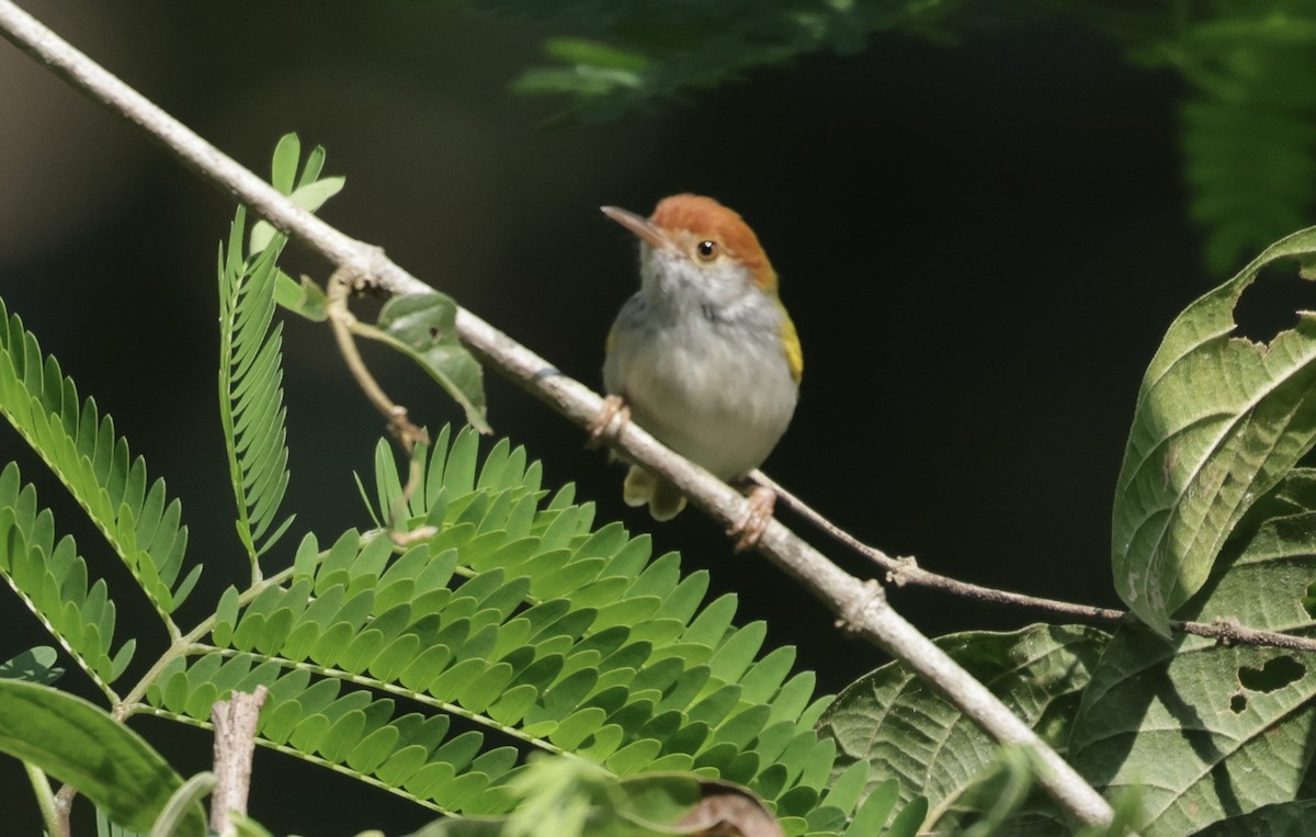 Dark-necked Tailorbird - ML646688012