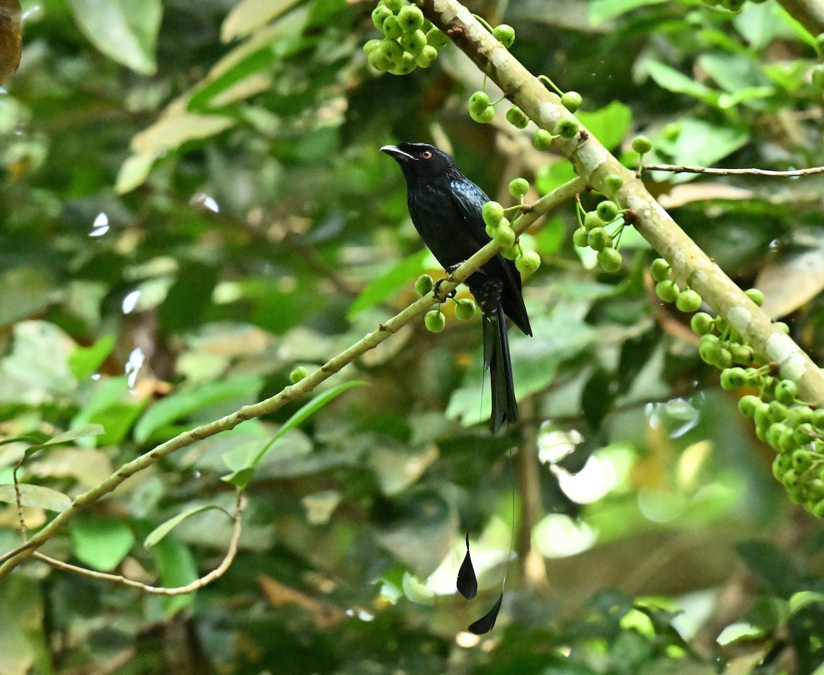 Greater Racket-tailed Drongo - ML646688013