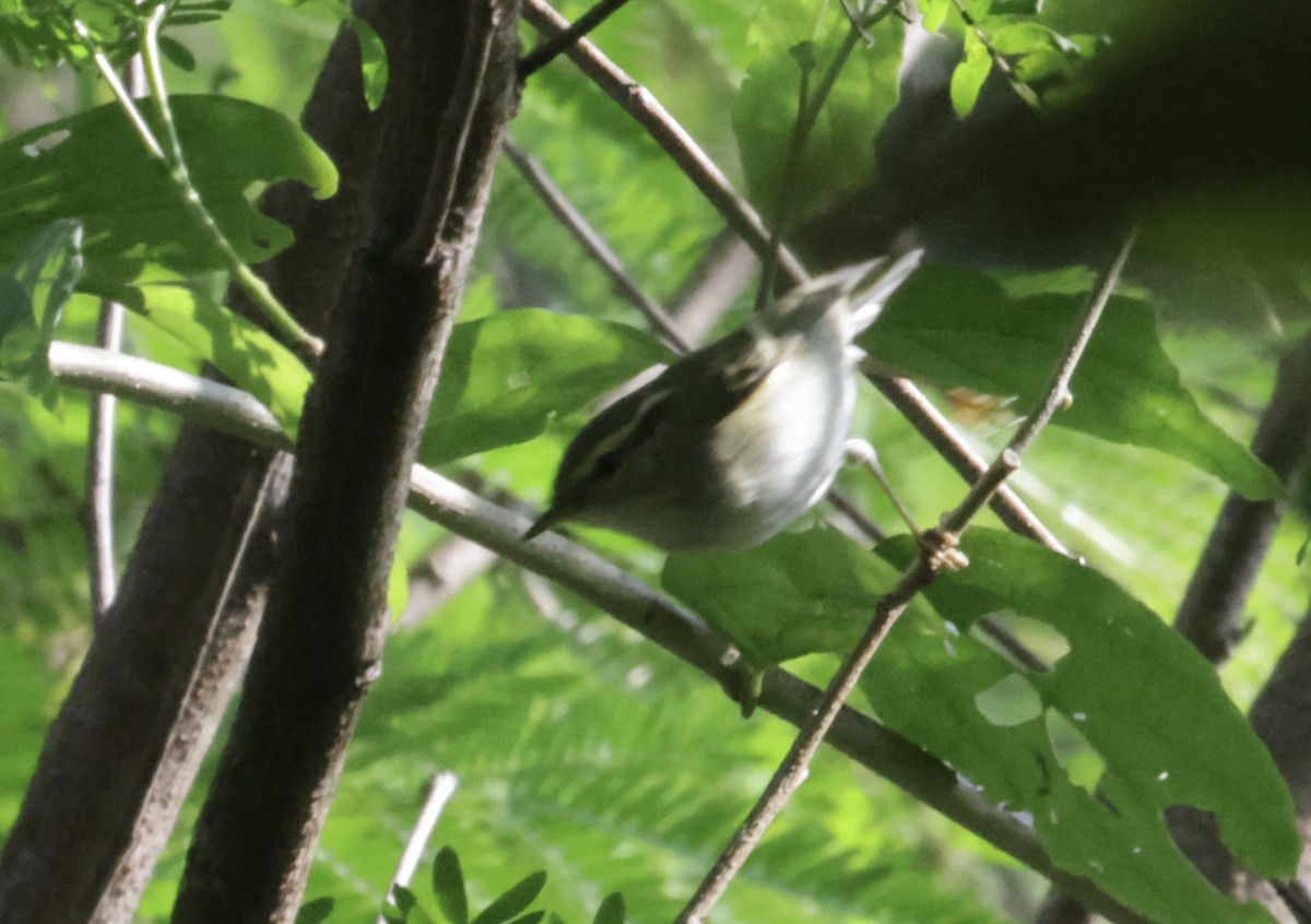 Yellow-browed Warbler - ML646688014