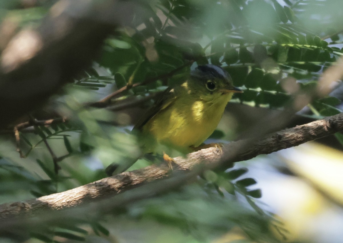 Gray-crowned Warbler - ML646688015