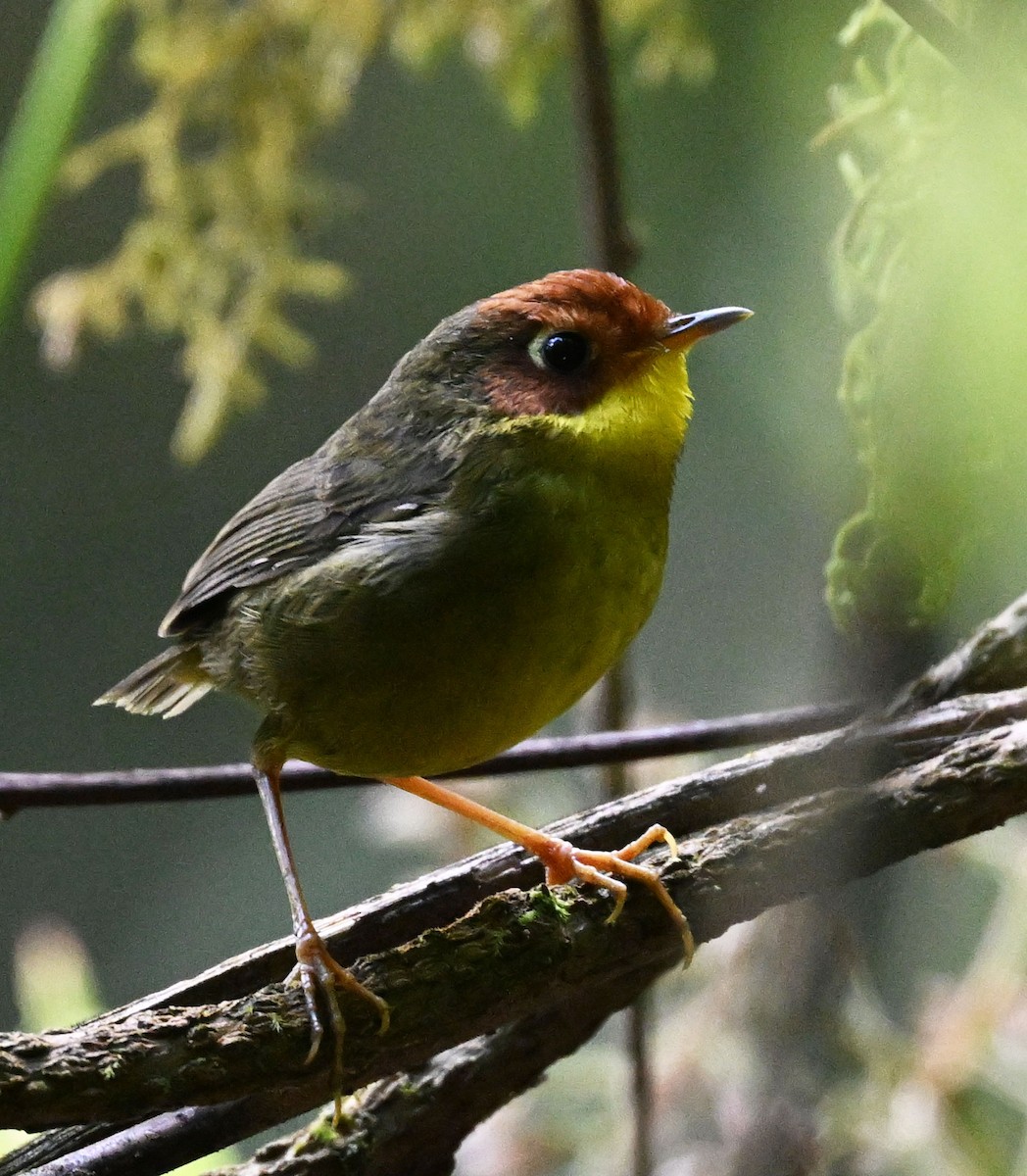 Chestnut-headed Tesia - ML646688018