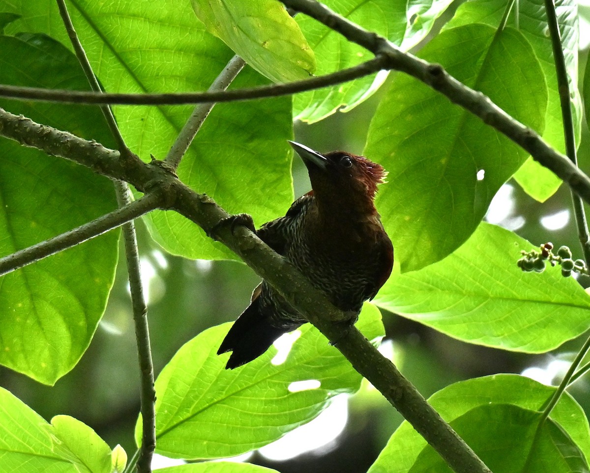 Banded Woodpecker - ML646688019