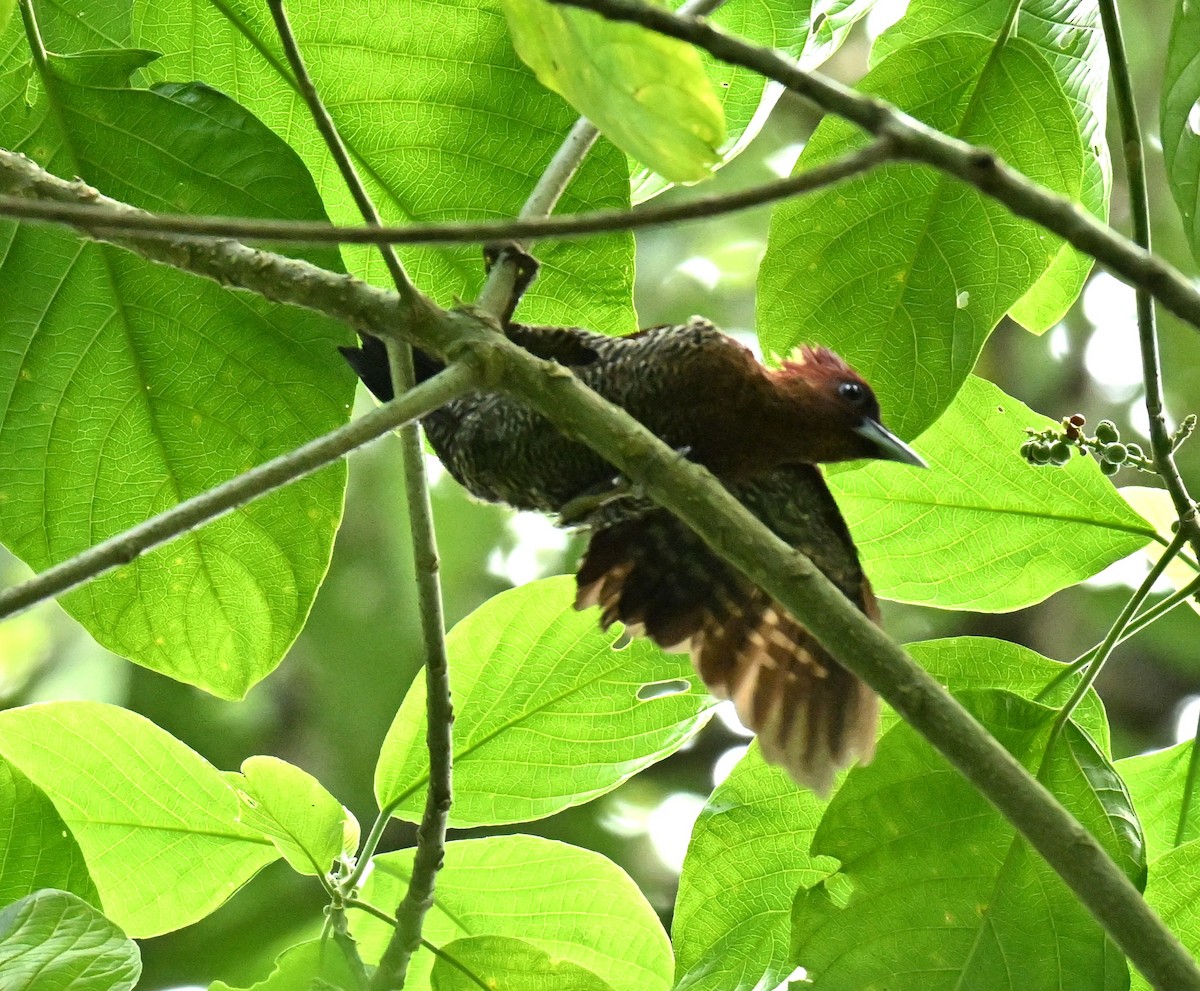 Banded Woodpecker - ML646688020