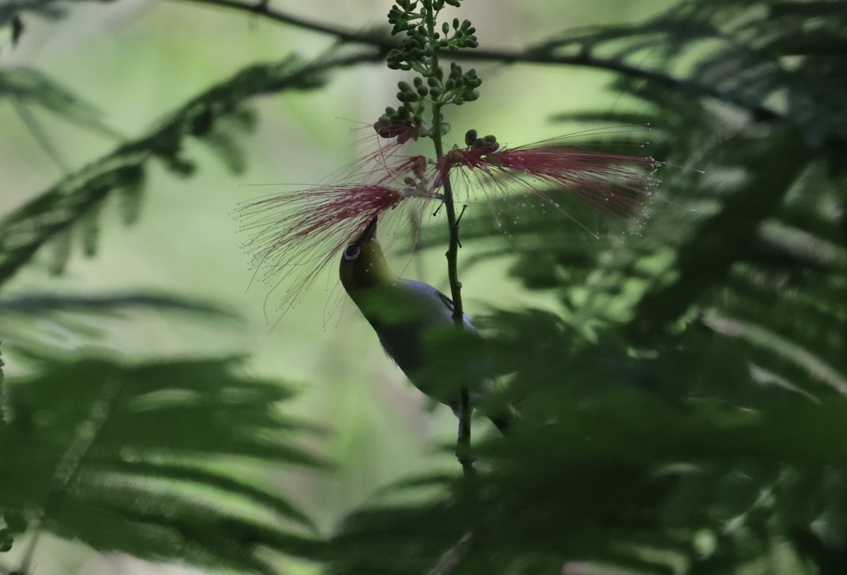 Swinhoe's White-eye - ML646688022