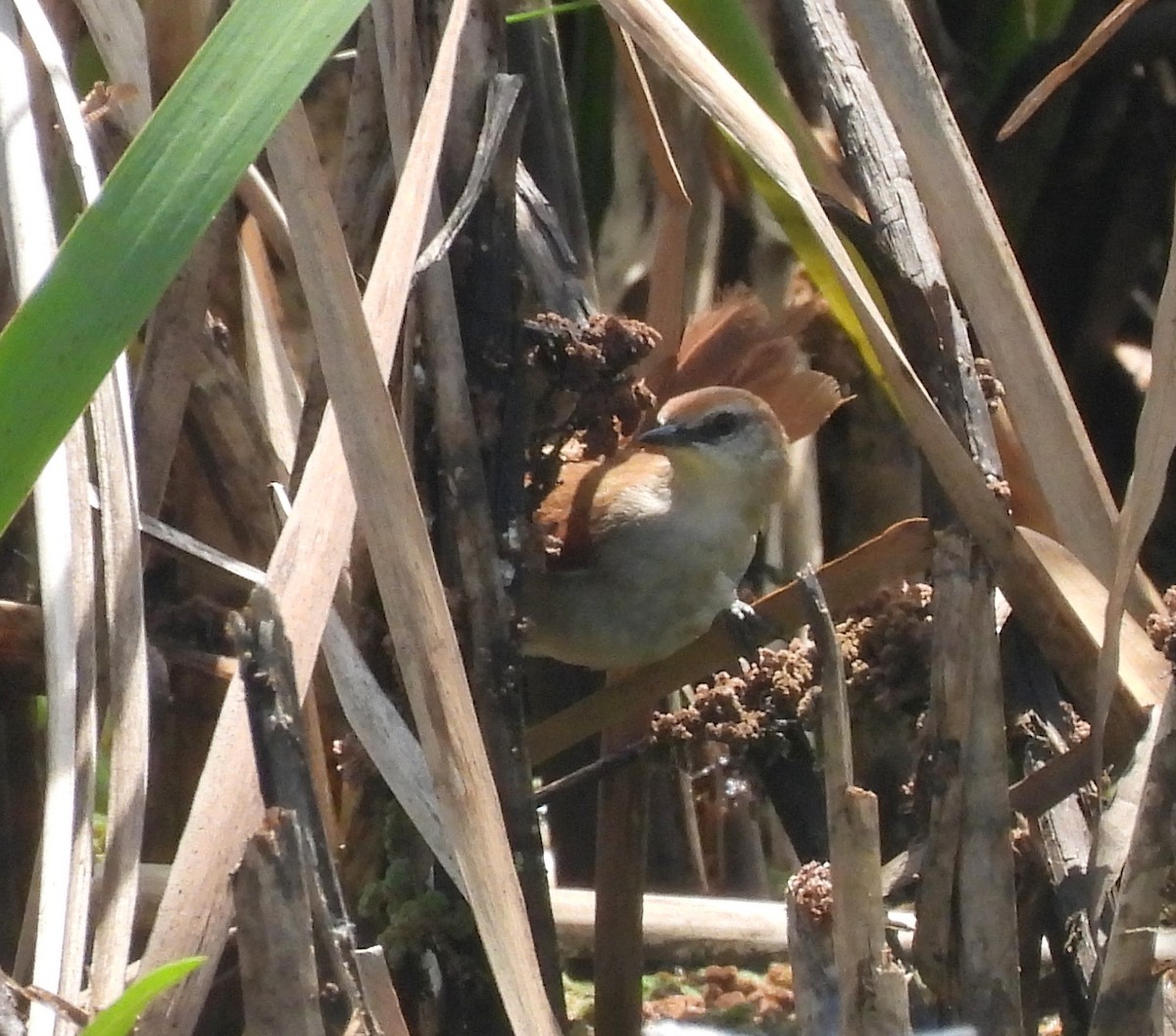 Yellow-chinned Spinetail - ML646688023