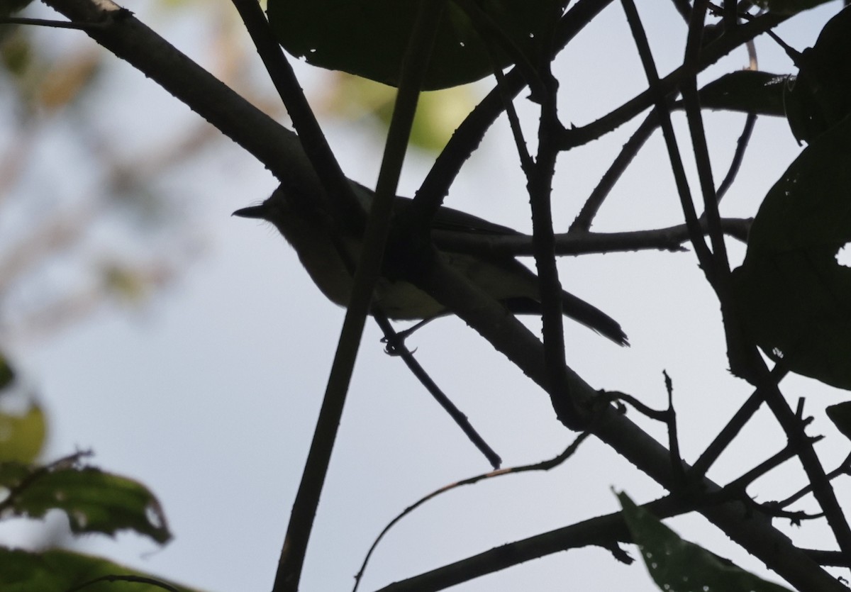 Hainan Blue/Blue-throated/Chinese Blue Flycatcher - ML646688026
