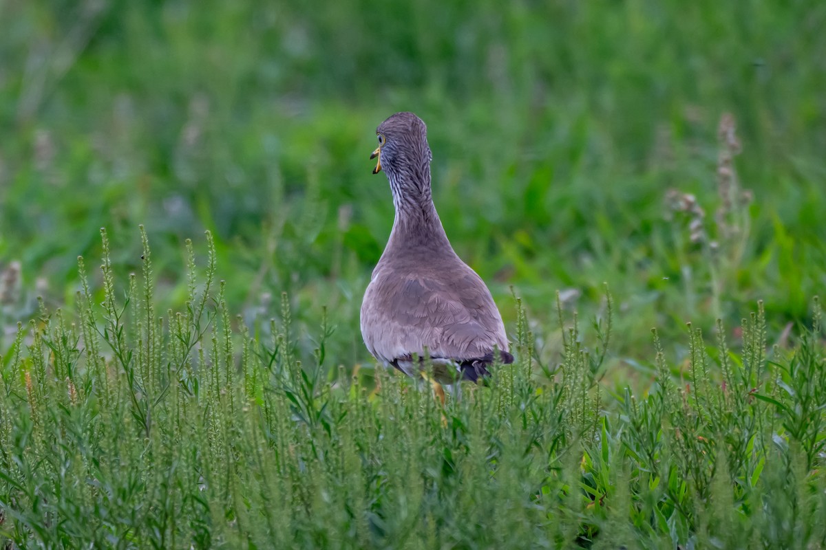 Wattled Lapwing - ML646688027