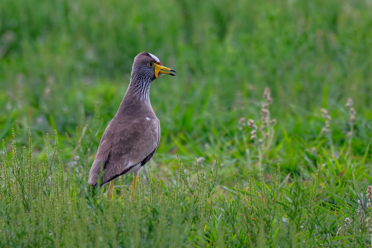 Wattled Lapwing - ML646688028