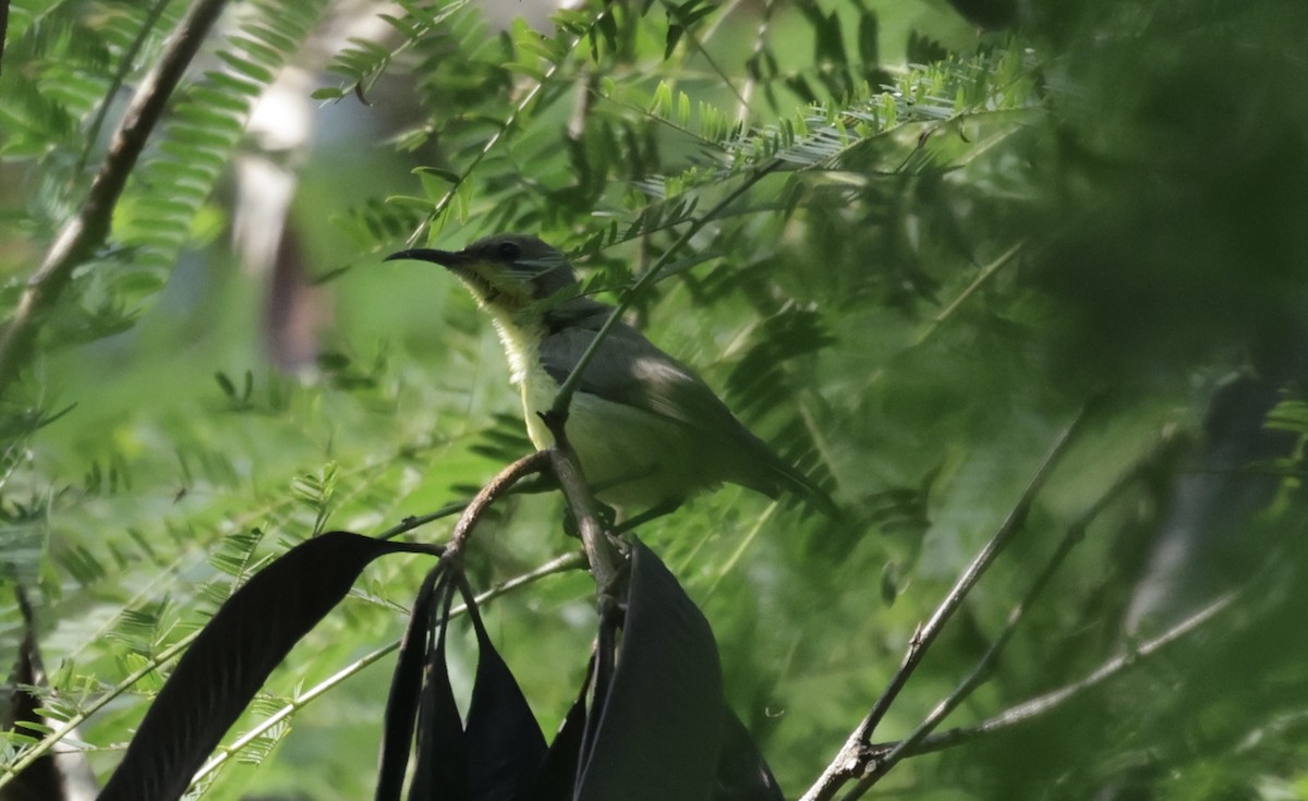 Purple Sunbird - ML646688029