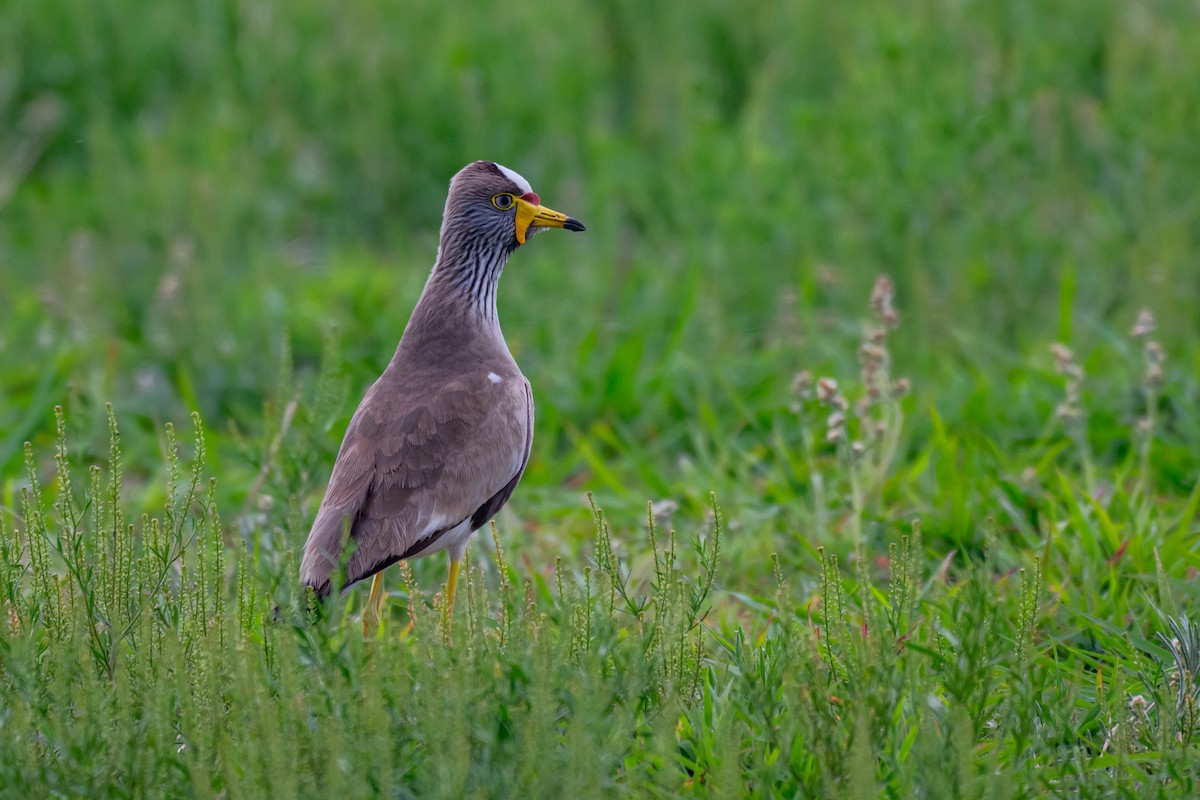 Wattled Lapwing - ML646688030