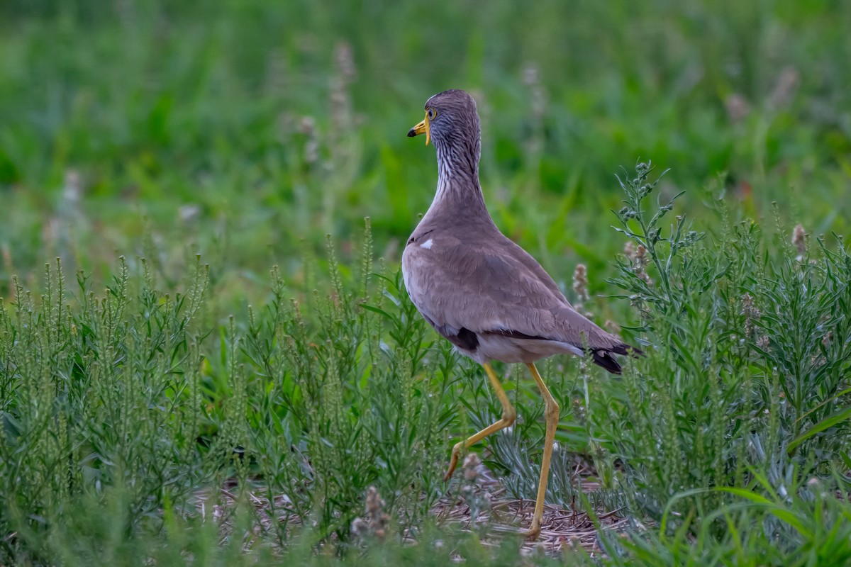 Wattled Lapwing - ML646688031