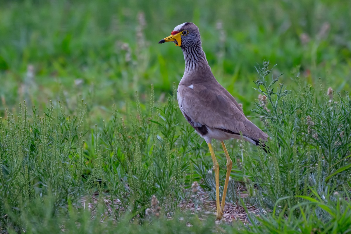 Wattled Lapwing - ML646688032