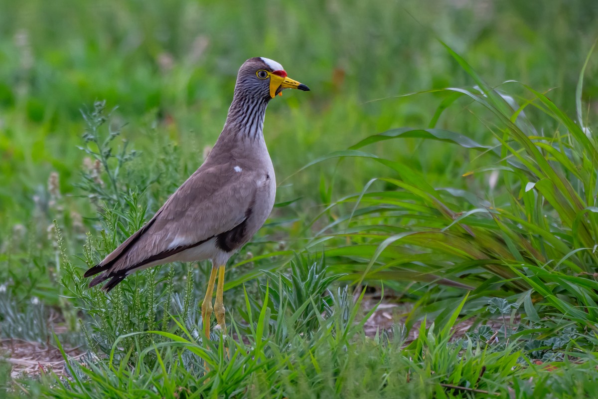 Wattled Lapwing - ML646688033