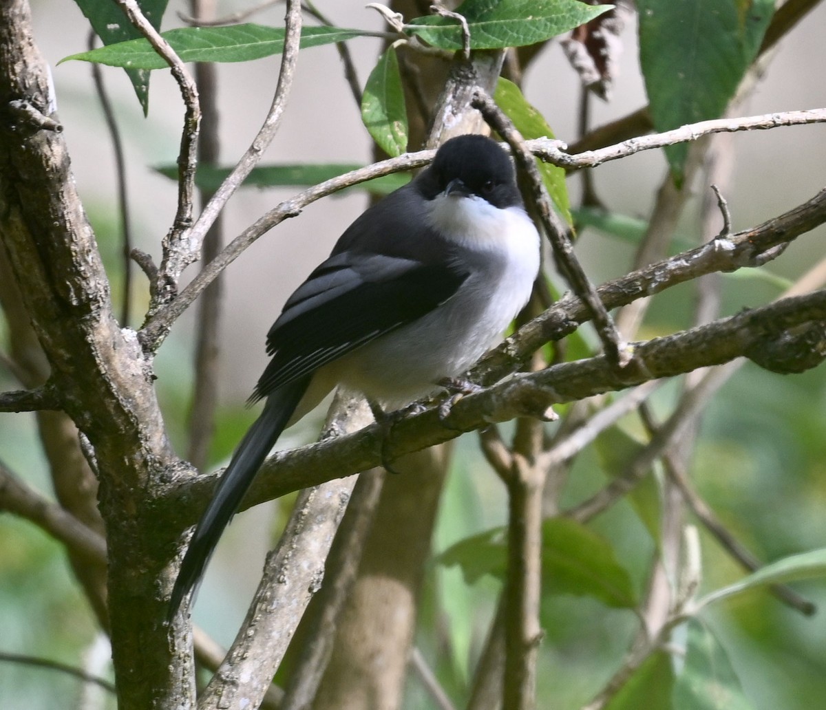 Gray Sibia - ML646688035