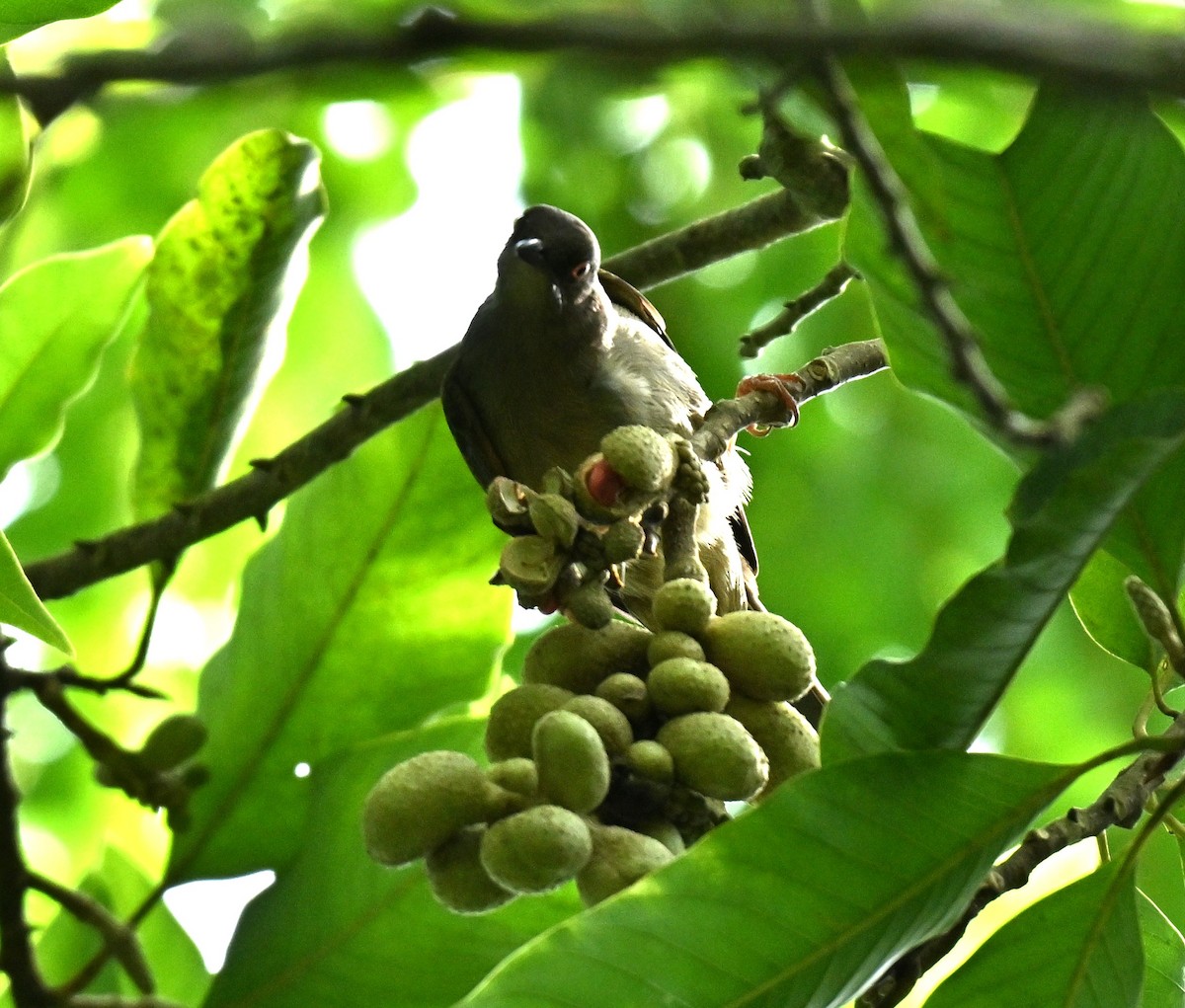 Red-eyed Bulbul - ML646688036