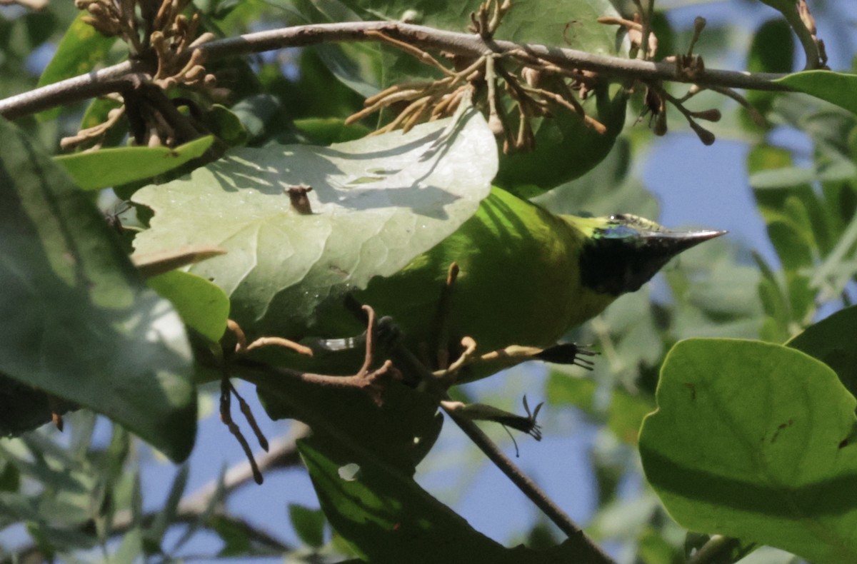 Blue-winged Leafbird - ML646688037