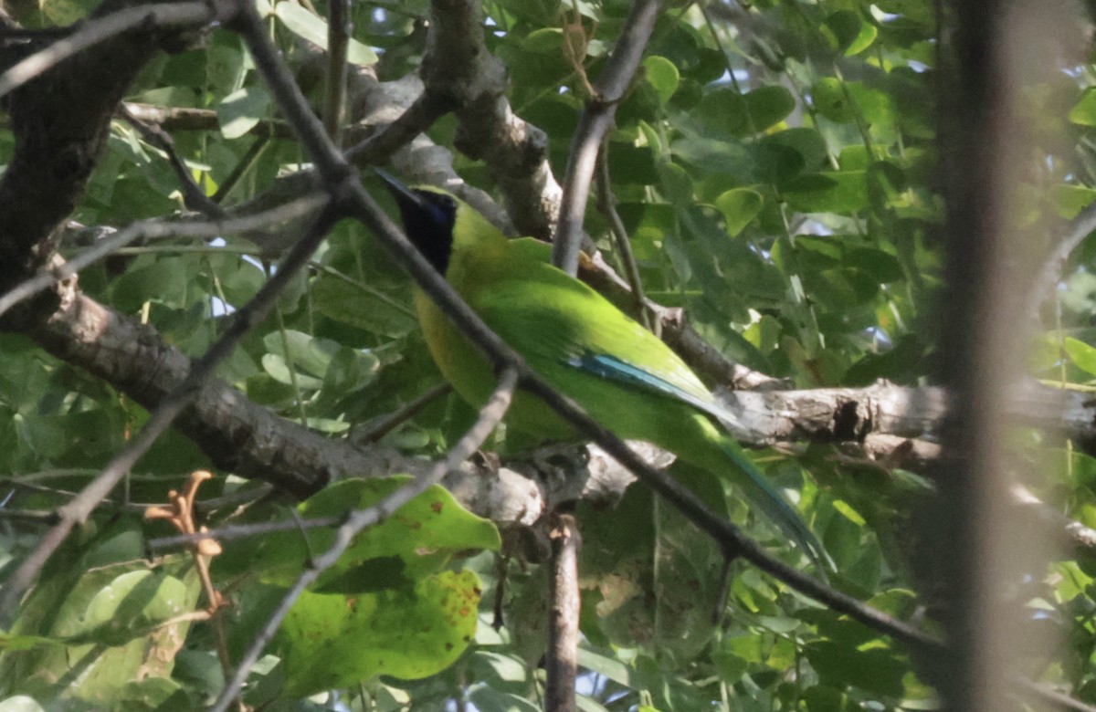 Blue-winged Leafbird - ML646688038