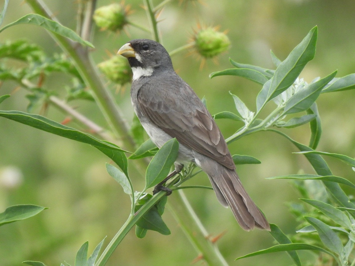 Double-collared Seedeater - ML646688039