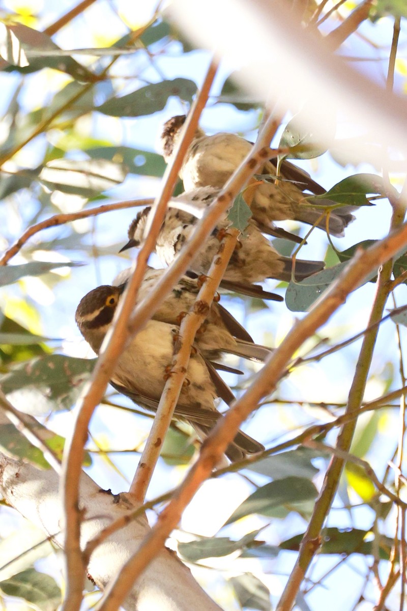 Black-chinned Honeyeater - ML646688040