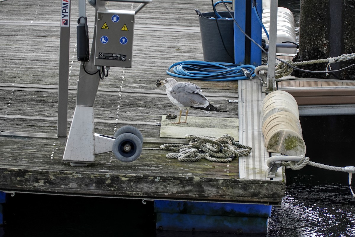 Mittelmeermöwe - ML646688041