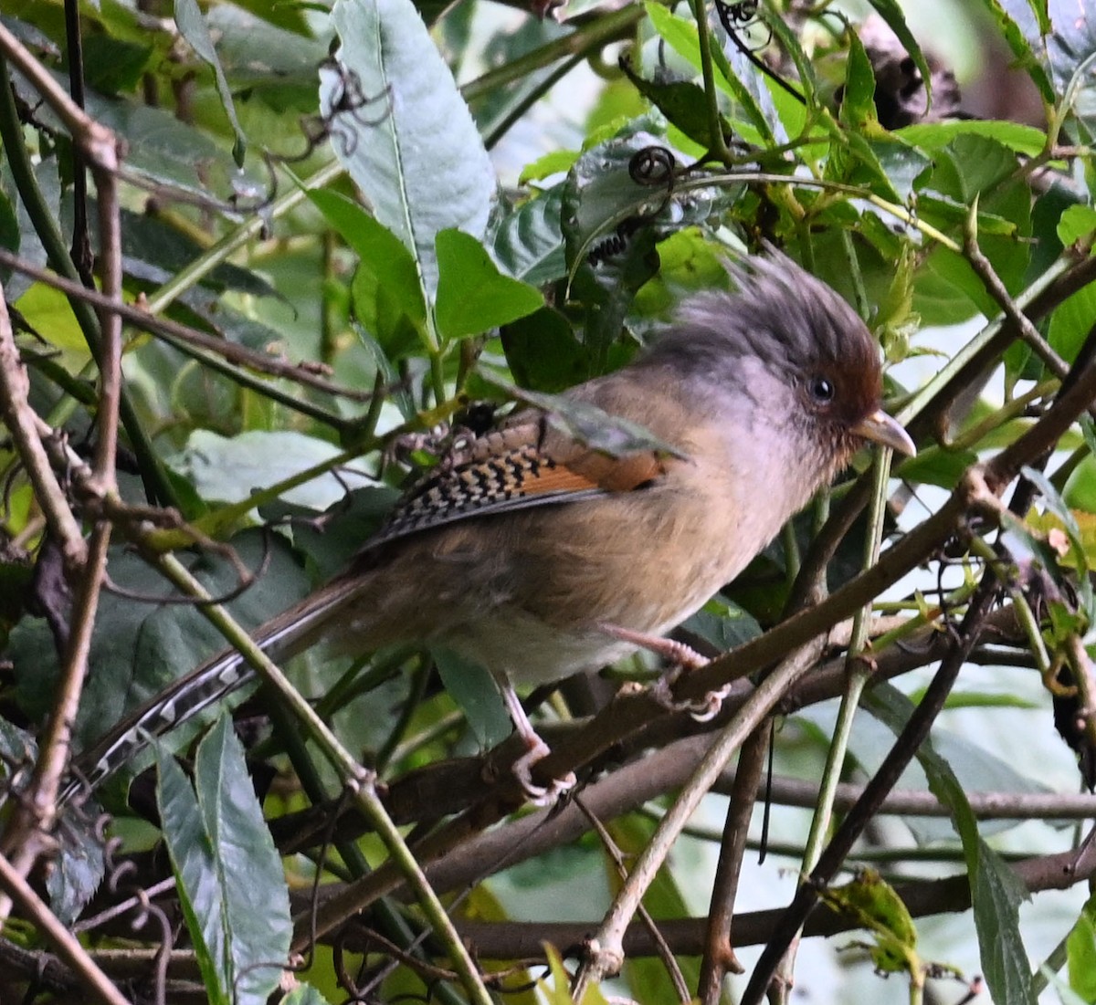 Rusty-fronted Barwing - ML646688046